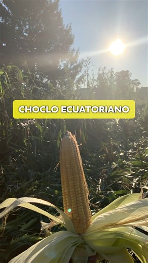 😱🌽 ¡80 centavos por un choclo ecuatoriano en New Jersey! Sí, lo leíste bien 👉 directo de la granja a tu mesa. 📲 Pide ya antes que se acaben #ChocloEcuatoriano #Deliciasdelcampo | Delicias del Campo