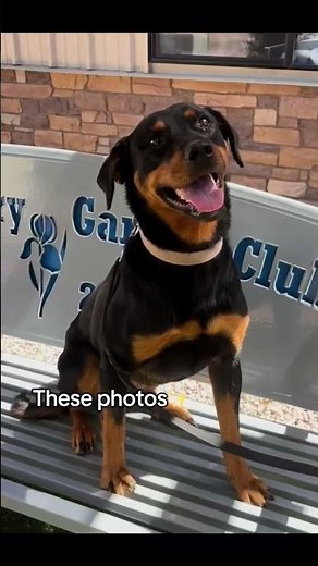 Meet Kaitlyn a Rottweiler currently available for adoption! 8/7/2025 7:49:51 AM
