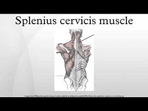 Splenius cervicis muscle