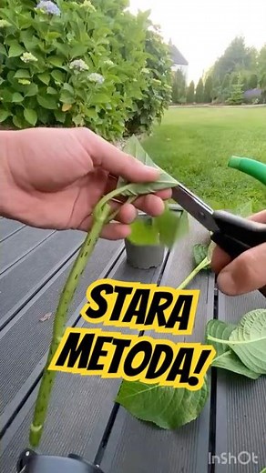 The easiest way to propagate garden hydrangeas! 🌸 New seedlings in a minute!