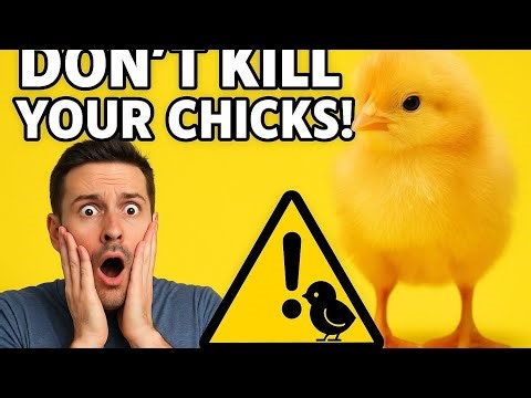 You Bought Day-Old Chicks… Now What? 😂 (Brooding Starts Here) #chicken