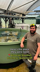 The Victorian Shellfish Hatchery played a pivotal role in the seeding process of the newly installed oyster triangles at Kayakers’ Reef, 800m off Kerferd Road Pier at Albert Park. Here’s how it all happened! To find out more about the Kayakers’ Reef project, led by Bob Pearce from the Albert Park Yachting & Angling Club, supported by us, and funded 50/50 by the club and your fishing licence fees, visit https://vfa.vic.gov.au/recreational-fishing/fishing-locations/recreational-fishing-reefs/kayak