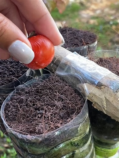 Cultiva Hortalizas en Casa con Hidroponía