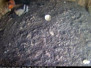 36K views · 672 reactions | A California condor egg has hatched in the wild in NorCal as the species makes a comeback from the brink of extinction. This nest cam video shared by Pinnacles National Park shows one parent feeding the fluffy chick while the other stands guard by the entrance to their refuge. https://ktla.com/news/california/nest-cam-captures-newly-hatched-endangered-condor-at-national-park-in-central-california/ | KTLA 5 News | Facebook