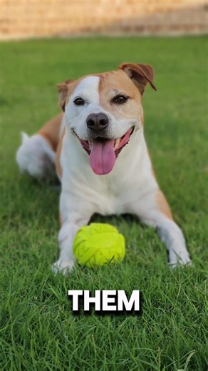 How Dogs Really See The World 🐶 #shorts