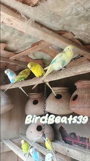 Beautiful Budgies Chirping 🐦 | Happy Parakeets #birds #budgies #lovebirds