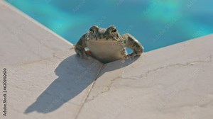 toad by a swimming pool