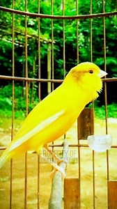 El sonido de un pájaro CANARIO cantando melodiosamente #birds #canary #masteranenari #kenarigacorpanjang | Masbud Kenari