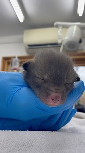 6.4K views · 356 reactions | Sweet Sunday Dreaming 力殺 #wildlifeaid #wildliferescue #wildlifevets #fox #wildliferehabilitation #britishwildlife #redfox #foxcub | Wildlife Aid | Facebook