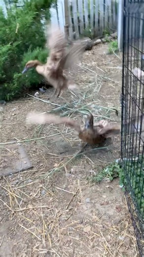 Flying Duck Stampede Ends in Goose Standoff!