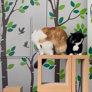 87K views · 10K reactions | Here are a few bloopers from yesterday's reel video! 李 | The Oreo Cat | Facebook