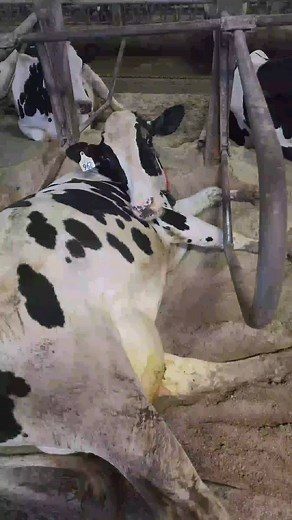 Nappy time 😴 (video idea credit to @midwestern_hoof_trimmer) | IowaDairyFarmer