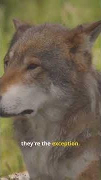 Why Wolves Rarely Attack Humans 🐺