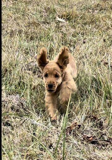 Maple the English Cocker Spaniel Loves Running