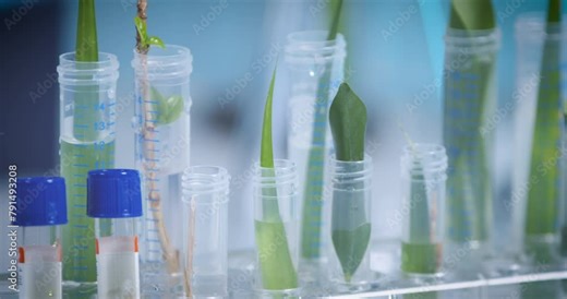 Test tubes leaf experiment with green nature organic plants, herbs and liquids in transparent podium holder in science research laboratory, reveal