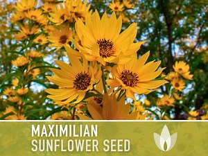 Maximilian Perennial Sunflower Heirloom Seeds - Native, Non-gmo, Open Pollinated, Untreated, Flower Seeds, Perennial, Native, Wildflower - Etsy
