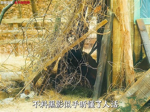 女孩在晾衣服却发现不可思议的一幕 #狼少年 #电影推荐