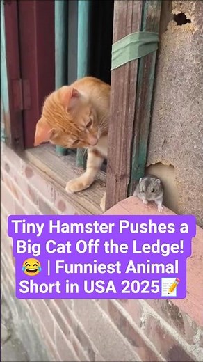 Tiny Hamster Pushes a Big Cat Off the Ledge! 😂 | Funniest Animal Short in USA 2025📝