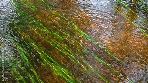 A swift stream with clear running water murmurs on a clear day, eroding algae. the riverbed with a golden bottom. An insect on the water surface. long green algae
