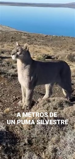 15K views · 473 reactions | A METROS DE UN PUMA SILVESTRE Los...
