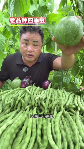 农家自种老品种四季豆 肉厚无筋带豆米 煮个素瓜豆汤清甜爽口 太好吃啦 还是家乡的味道#四季豆 #青棒豆 #优质农产品 #抖音助农 #家乡的味道