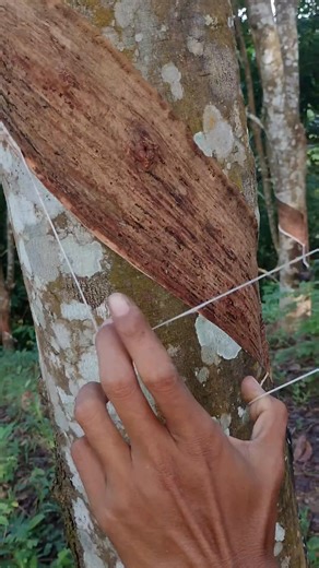 Rubber tapping rubberfarming rubbertree. #rubberfarming #rubberplant #reelsviralvideofyp #reelfypfyp #fbreelsfypシviralシ | A Tips & tools