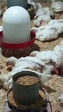 The biggest disaster that breeders fall into is global warming and the stuffiness of the environm...