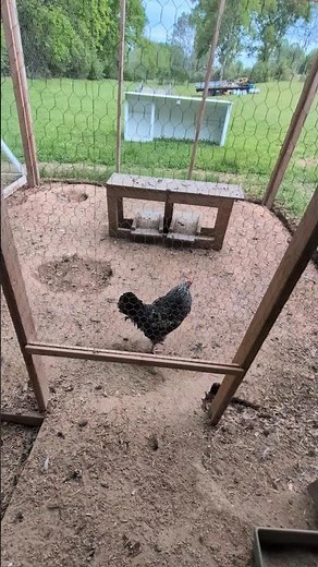 Where Do All These Trenches And Holes In The Coop Come From?