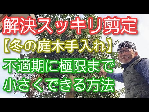 【庭木のスッキリ剪定】冬に常緑樹を極限まで小さくする方法(2023年12月)🌳❄️