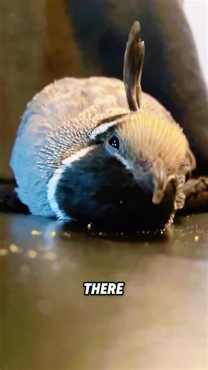Birds called teletubbies# #fun #animals #cute #incredible #birds