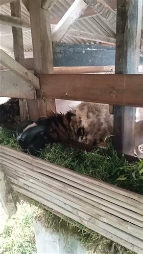 3 anak pejantan domba #videoshort #domba #youtubeshorts