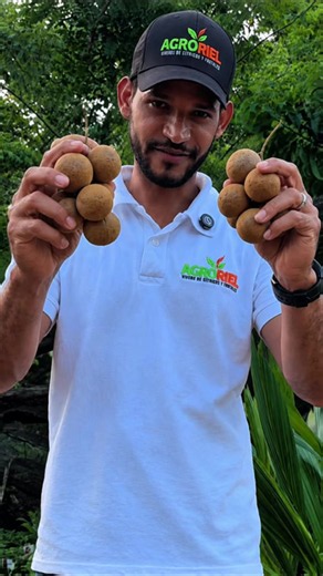 ¿Conoces el tamarindo redondo? este árbol frutal destaca por sus frutos redondos, de pulpa dulce con un toque ácido. Es una excelente opción para quienes buscan plantas exóticas. #tamarindo #tamarindoredondo#viveros #