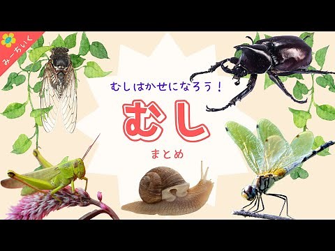 【知育動画】虫について知ろう!!総まとめ!!〜むし博士になろうシリーズ〜3歳/4歳/5歳/6歳/
