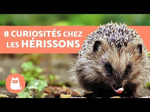 8 CURIOSITIES about hedgehogs to know