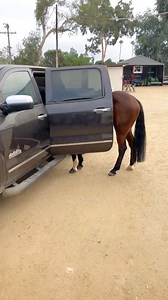 28M views · 10K reactions | Trying to bring the pony home!! #Horsesandhumor #horse #pony #piperthepony | Evan’s Horses & Humor | Facebook