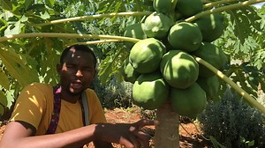 How to make K400.00 per papaya plant which you get at K40.00 Each from Farm7 feed with comfrey you get at only K30.00 Call 973018391 to get a free planting guide.. Kafue TurnPike Lusaka Show Grounds | Radical Farmer - Organic Farm7
