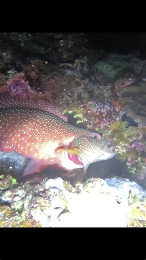 Night Diving to Hunt Red Grouper: Extreme Underwater Adventure