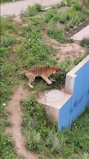 ジャングルの王トラが野生のジャングルのネコ科動物を狩る #wildlife #animals #lion #虎 #動物 #狩猟 #ジャングル #捕食者