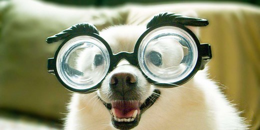 250  Nerdy Dog Names from Anakin to Einstein