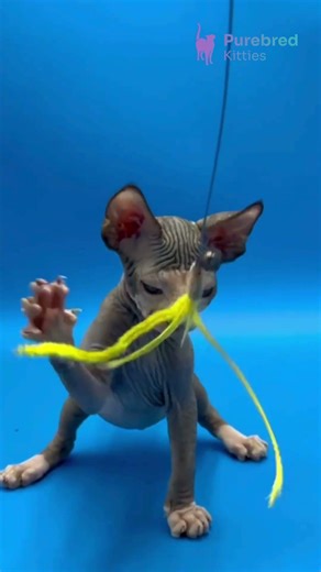 Meet Gibson: Charming Chocolate with White Canadian Sphynx 😻 Playful & Loving! #SphynxKitten