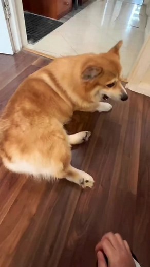 Found a switch #dogsoftiktok #petsoftiktok #doggo #funnydogs #foryourpage #greenscreenvideo