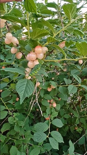 Amazing Hairy Cherry (Nanking Cherry) Fruit Plant | Rare Cherry Tree Growing Guide #viral #trending
