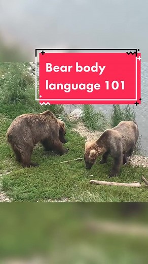 Avoiding Bear Encounters: Tips for Exploring Alaska Safely