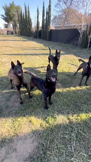 12K views · 165 reactions | Gitana, representing that malinois bark but Drako is the toughest. 﫢 Belgian Mainois pack @k9malinois_dog . #perros #belgianmalinoislovers #perro #arispedigree #cachorro | Dogs In The World | Facebook