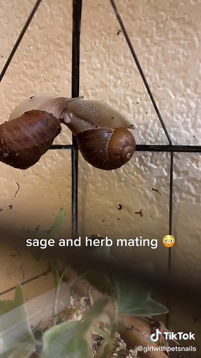 Fascinating Facts About Hermaphrodite Snails
