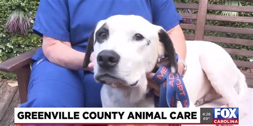 Four Legged Friends: Bazooka