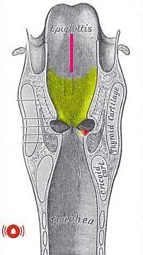 Where are the vestibules in our body? #shorts