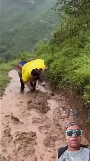 Mujer cae del burro directo al lodo 🤣 #funnyshorts #animalfail #viralvideo #humorlatino