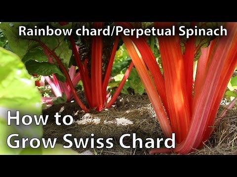 How to Grow Swiss Chard in Abundance