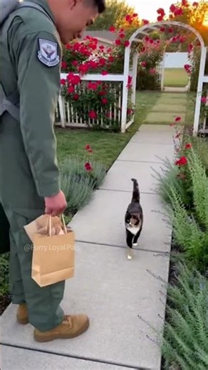 😺 🐈‍⬛ Calico Cat tells Soldier Dad everything! #cat
